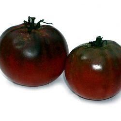 Tomato black prince descrierea și descrierea mărcii cu recenzii foto