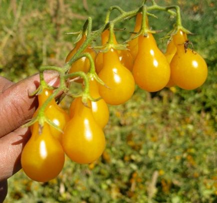 Tomato - descriere galbenă a soiului, caracteristicile fructului, recomandări pentru îngrijire