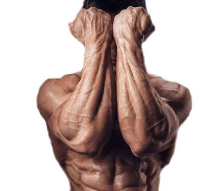 Тренування м'язів передпліч