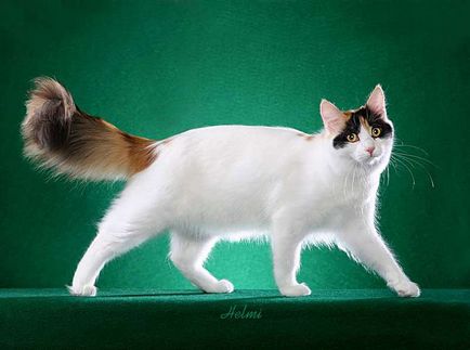 Turkish Van Cat fotografie, cumpărare, preț, video