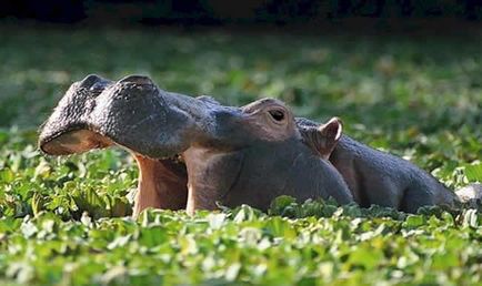 Fapte uimitoare despre hipopotam