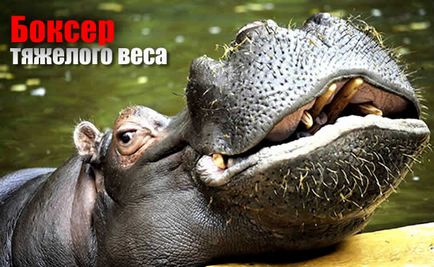 Fapte uimitoare despre hipopotam
