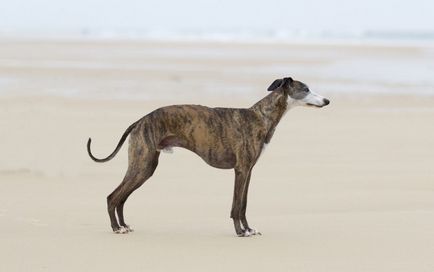 Imagini Whippet ale rasei de câine Whippet