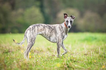 Imagini Whippet ale rasei de câine Whippet