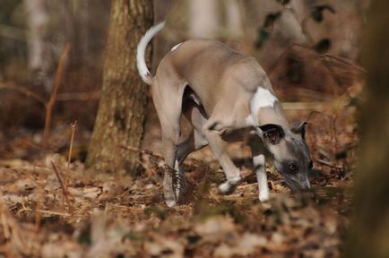 Imagini Whippet ale rasei de câine Whippet