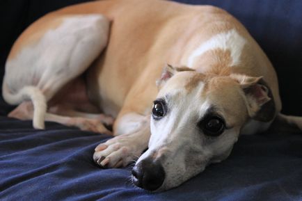 Imagini Whippet ale rasei de câine Whippet