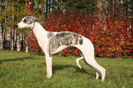 Imagini Whippet ale rasei de câine Whippet