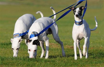 Imagini Whippet ale rasei de câine Whippet