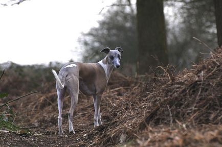 Imagini Whippet ale rasei de câine Whippet