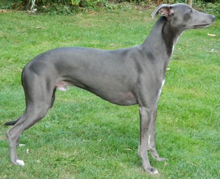 Imagini Whippet ale rasei de câine Whippet