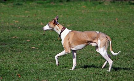 Imagini Whippet ale rasei de câine Whippet