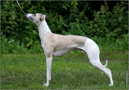 Whippet dog foto, cumpara, video, pret