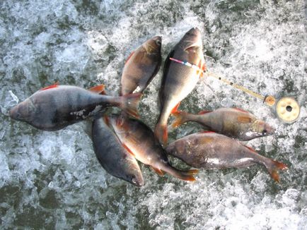 Jig halászati ​​hatékonyság - a kulcs a sikeres horgászat