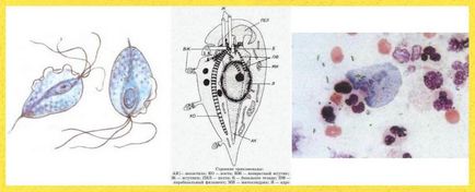 Infecțiile urologice au experimentat venerologul la Moscova