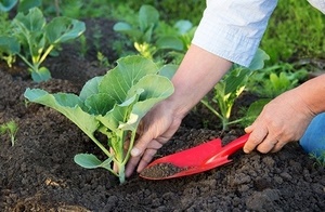 Îngrijirea pentru varză după aterizare în sol deschis - magia plantelor