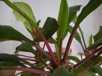 Care Euphorbia - beltéri növények és virágok
