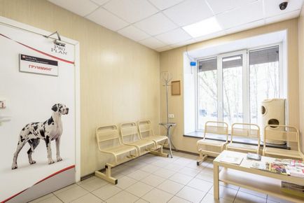 Ветеринарна клініка «пес і кіт» в Санкт-Петербурзі