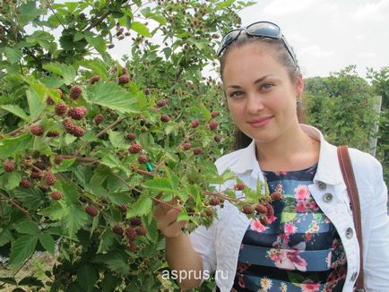 Вирощування ожини на присадибній ділянці, аппяпм