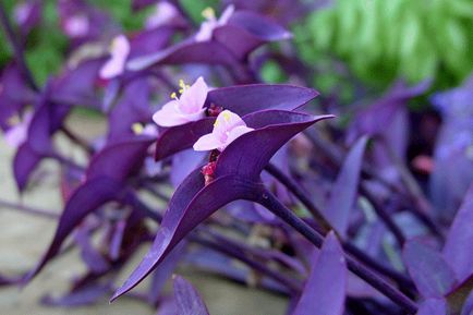 Cultivarea Tradescantia în grădină