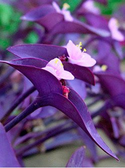 Cultivarea Tradescantia în grădină