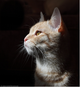 Leucemia virală a pisicilor, clinica veterinară fagă albă