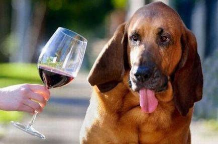 În noul an, câinii nu-i plac doar un singur lucru - mirosul de alcool, articole