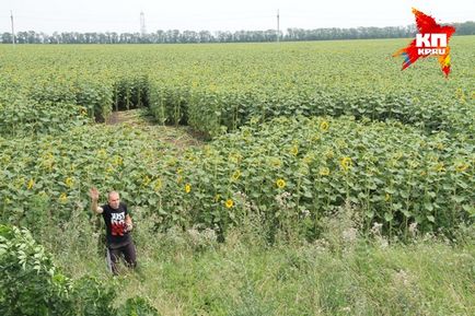 У Новокубанську з'явилася дивна піктограма на соняшнику, інша реальність