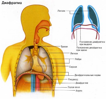 Aparatul vocal, diafragmă, poziție vocală, cântă pe piedestal, cântând pe piedestal - euro vocal