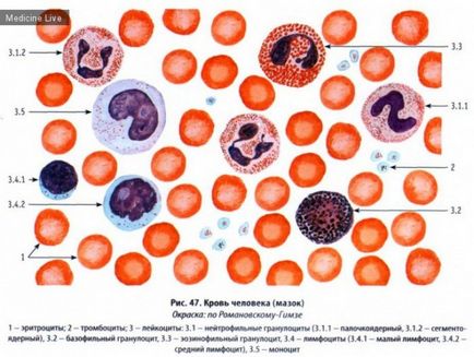 Лікар гістолог особливості спеціальності, поради лікаря