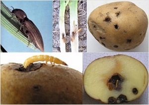 Шкідники картоплі фото, опис і лікування культурного рослини