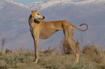 Caracteristicile raselor de câini de oi - Tazi, Hortai, Iviska, Galgo și alții