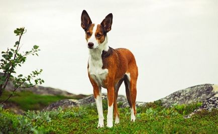 Caracteristicile raselor de câini de oi - Tazi, Hortai, Iviska, Galgo și alții