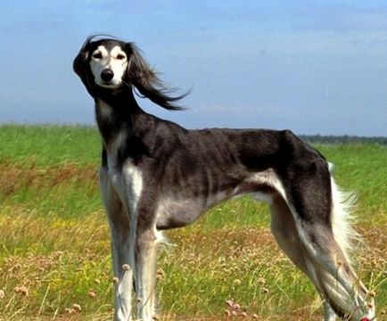 Характеристики на хрътки рок - басейни, Horten ivisskaya, както и други Galga