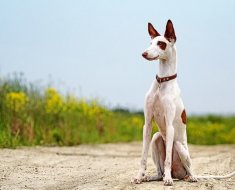 Характеристика хортів порід собак - тази, хортая, івісская, гальго та інших