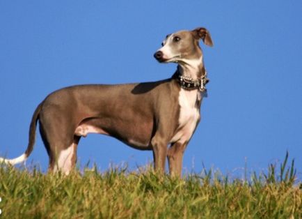 Caracteristicile raselor de câini de oi - Tazi, Hortai, Iviska, Galgo și alții