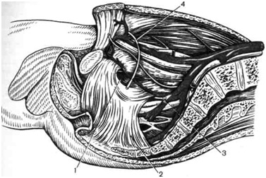 Anatomia chirurgicală a peretelui abdominal (partea 2)