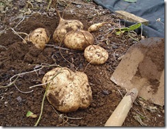 Ямс, хікама, або пахірізус різьблений (pachyrhizus erosus), лавр