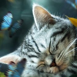 Захворювання крові у кішок, народна медицина - все про котів і кішок з любов'ю