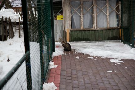 Заміна ременя грм на 2