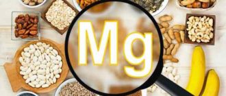 Zöld Tea Reishi gomba, orvosok maguk (gomba) Zöld Tea Reishi gomba, orvosok maguk