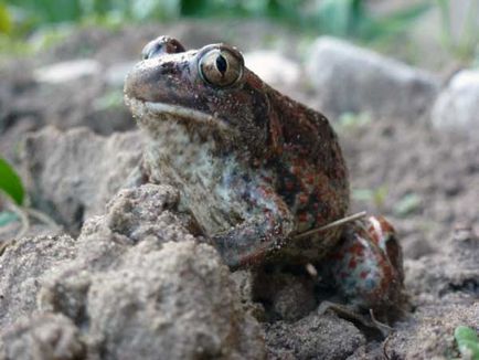 Земляна жаба жаба Квабена