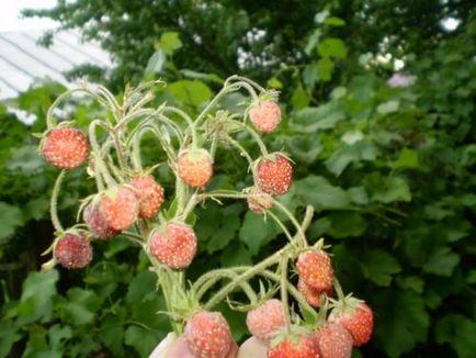 Strawberry îngrijire decorative, cultivare, udare, plantare la domiciliu