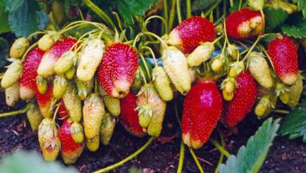 Strawberry îngrijire decorative, cultivare, udare, plantare la domiciliu