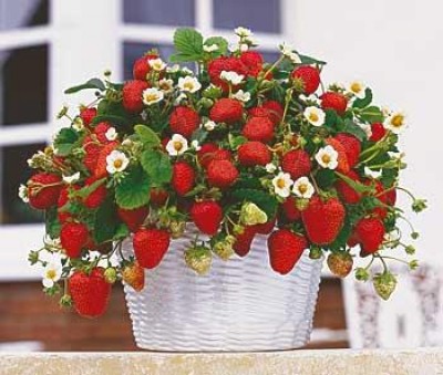 Strawberry îngrijire decorative, cultivare, udare, plantare la domiciliu