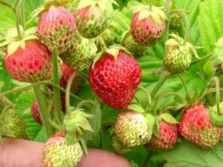 Strawberry îngrijire decorative, cultivare, udare, plantare la domiciliu