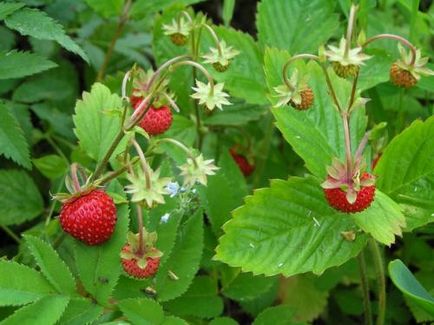 Strawberry îngrijire decorative, cultivare, udare, plantare la domiciliu