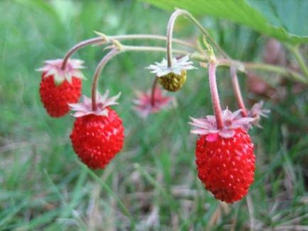 Strawberry îngrijire decorative, cultivare, udare, plantare la domiciliu