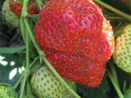 Strawberry îngrijire decorative, cultivare, udare, plantare la domiciliu