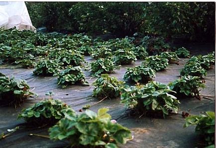 Strawberry îngrijire decorative, cultivare, udare, plantare la domiciliu