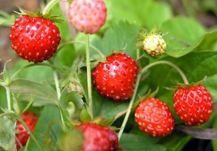 Strawberry îngrijire decorative, cultivare, udare, plantare la domiciliu